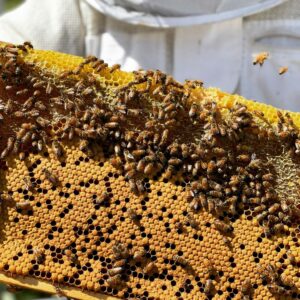 A Colony of Honeybees on Beehive