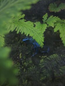 Selective Focus Photo of a Blue Poison Dart Frog Near Plants