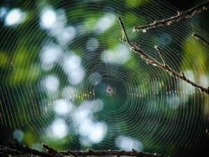 Macro Photography of Spider Web