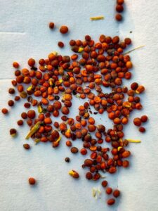 Close-up Photo of Brown Seeds