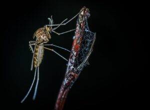 Close-up Photography of Brown Mosquito on Stick