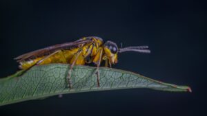 Yellow and Black Wasp Perched on Green Leaf