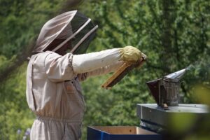 A Beekeeper Holding a Hive Frame