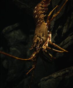 Underwater Shot of a Lobster on a Rock