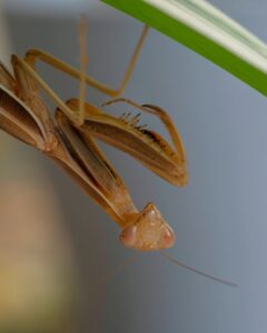 Macro Shot of a Brown Praying Mantis on a Leaf