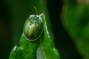 Macro Photography of Green Beetle on Green Leaf
