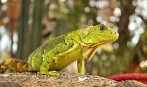 Green Lizard