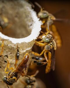 Bees in Close Up