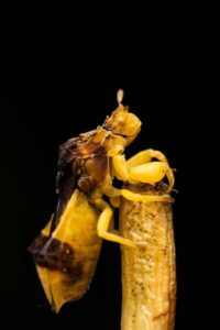 Yellow insect standing on twig in studio