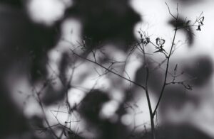 Silhouette of Plant