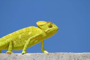 Chameleon on Top of the Wall