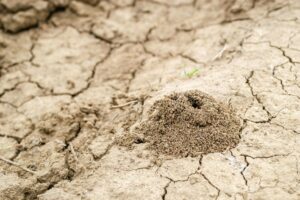 Close-up image of anthill in soil.