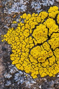 Close-up of Moss and Lichen Growing on a Rough Surface