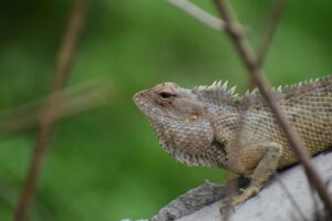 A lizard is sitting on top of a rock