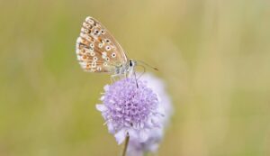 Close Up Photography of Blue Butterfly on Purple