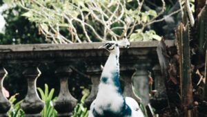 Albino Peacock