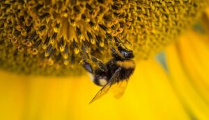 Shallow Focus Photography of Honeybee