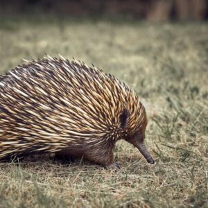 Close-Up Photo of Echidna on Grass