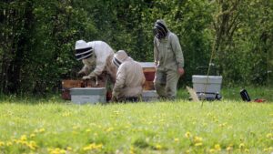 People Working with Bee Hives