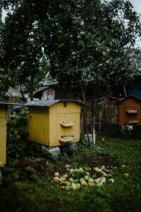 Honey Bees Hives