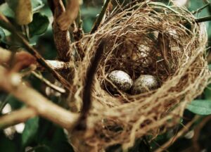 Tilt Shift Photo of Two White Bird Eggs on a Nest