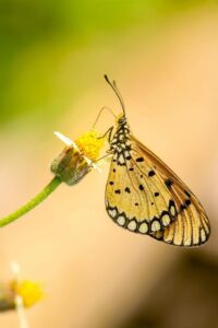 Macro Photography of Butterfly