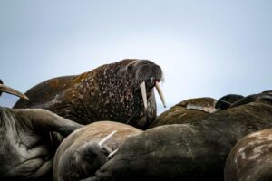 Walruses Lying Together