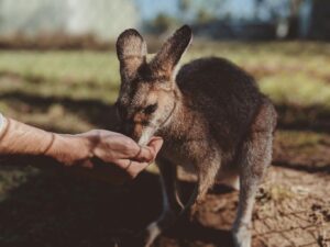 Close-Up Photo of Person's Hand Feeding a Kangaroo