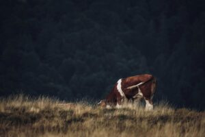 A Brown Cow Grazing on a Grassy Field