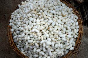 Wicker basket full of silk moth eggs