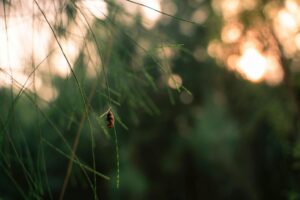 Cocoon on grass