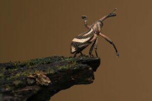 Brown Beetle Walking on Tree Brach