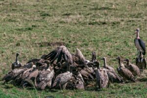 Flock of Vultures Over A Dead Prey