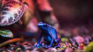 Close Up Photo of a Frog