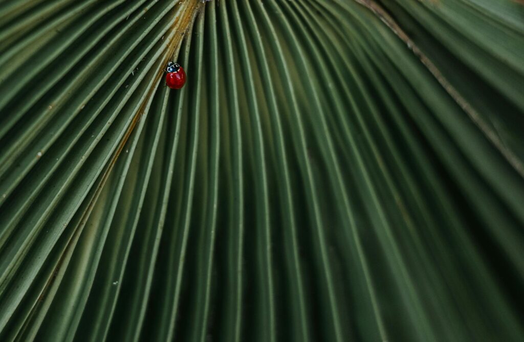 Close-Up Photo of Lady Bug On Leaf