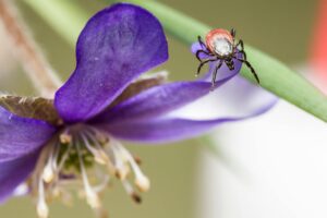 Black and Brown Beetle Perched on Purple Flower in Close Up Photography