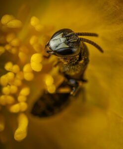 Bee Collecting Pollen