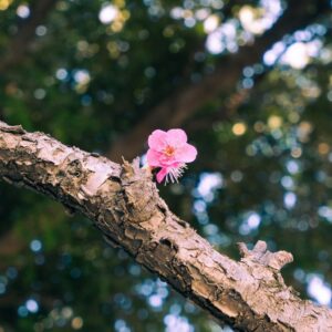 A single pink flower on a branch of a tree