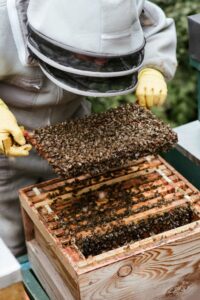 Faceless beekeeper checking honeycomb in apiary