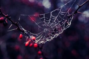 Spider Web on Trunk