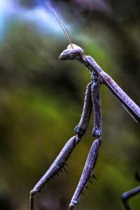 A Macro Shot of a Praying Mantis