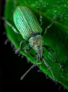 Selective Focus Photography of Blister Beetle