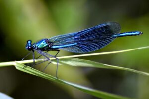 Blue Dragonfly