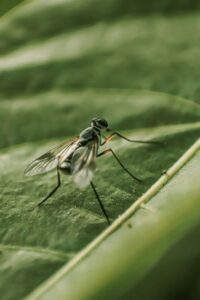 Mosquito on Green Leaf